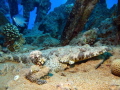   Indian Ocean crocodilefish  
